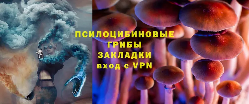 Псилоцибиновые грибы Psilocybe Куртамыш