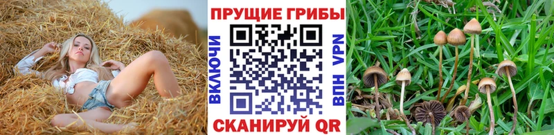 купить  сайты  Куртамыш  Псилоцибиновые грибы прущие грибы 